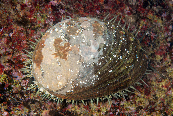 Haliotis spp. S Sklep eRybka.pl akwarystyka morska