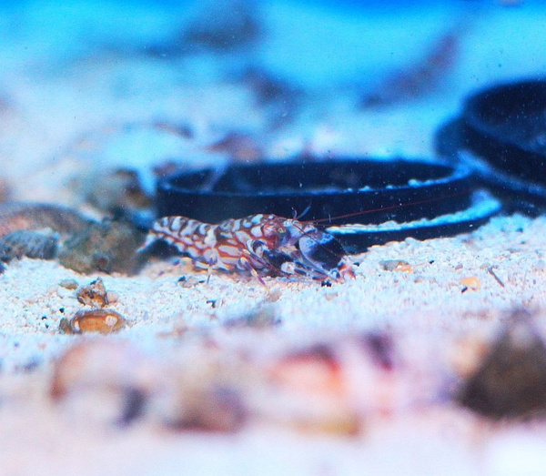 Alpheus bellulus M Sklep eRybka.pl akwarystyka morska