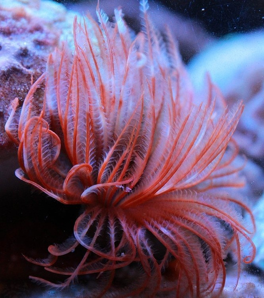 Rurówka Sabellastarte magnifica Sklep eRybka.pl akwarystyka morska