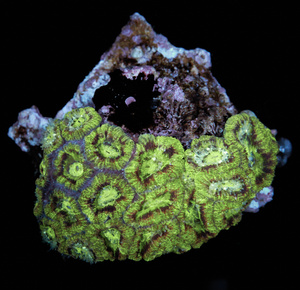 Acanthastrea Lordhowensis