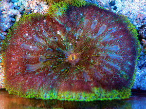 Stichodactyla tapetum