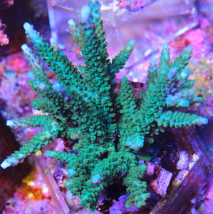 Acropora spp. SPS29