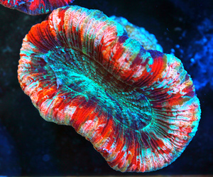 Trachyphyllia geoffroyi LPS56