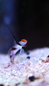 Stonogobiops nematodes S/M