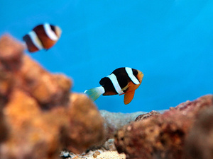 Amphiprion clarkii S/M