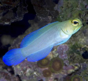 Ryba hodowlana - Opistognathus aurifrons