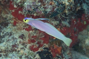 nemateleotris helfrichi