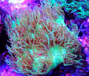 Catalaphyllia jardinei CAT3