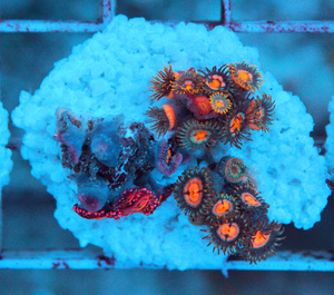 Zoanthus spp. ZOA56