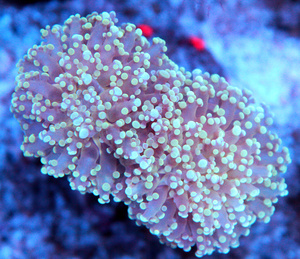 Euphyllia spp.