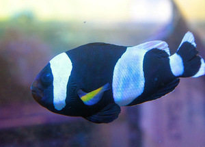 Amphiprion polymnus XXL Rezerwacja