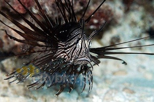 Pterois volitans Ognica pstra Black