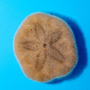 Clypeaster humilis Sand dollar S