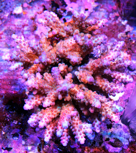 Acropora spp. SPS22