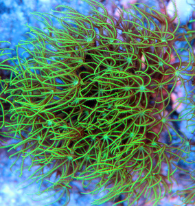 Briareum spp. BRI6