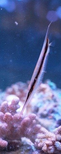 Aeoliscus strigatus S Brzytewnik