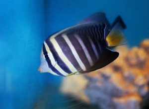 Zebrasoma veliferum L