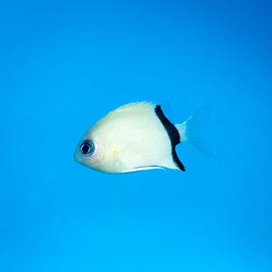 Chromis retrofasciata