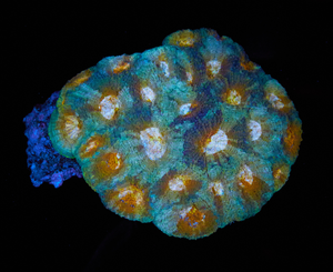 Acanthastrea echinata
