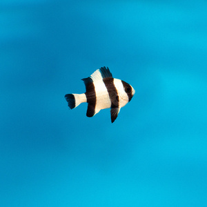 Dascyllus melanurus S/M