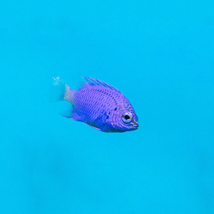 Chrysiptera springeri M