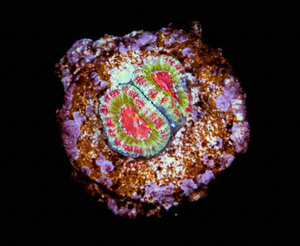 Acanthastrea Lordhowensis
