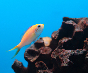 Pseudanthias dispar