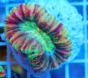 Trachyphyllia geoffroyi LPS24