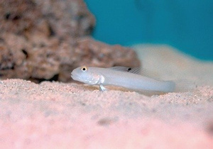 Valenciennea sexguttata M