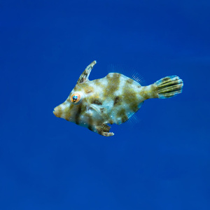 Acreichthys tomentosus S