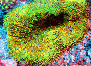 Stichodactyla tapetum