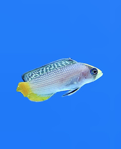 Manonichthys splendens M