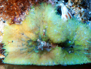 Stichodactyla tapetum