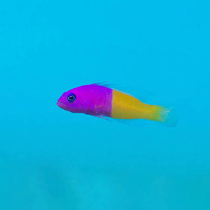 Pictichromis paccagnellae M