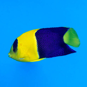 Centropyge bicolor S/M