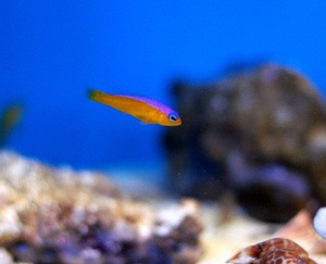 Pictichromis diadema M