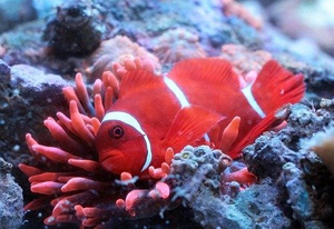 Premnas biaculeatus M