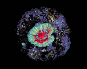 Acanthastrea Lordhowensis