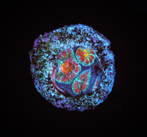 Acanthastrea Lordhowensis