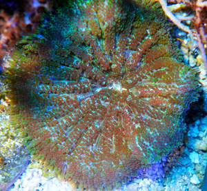 Stichodactyla tapetum