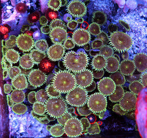 Zoanthus spp. ZOA23