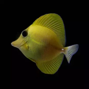 Zebrasoma flavescens x scopas Hybryda S/M