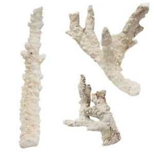 Sucha skała Fiji Branches