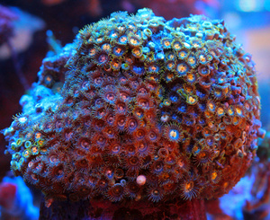 Zoanthus spp. ZOA43