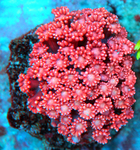 Goniopora spp.