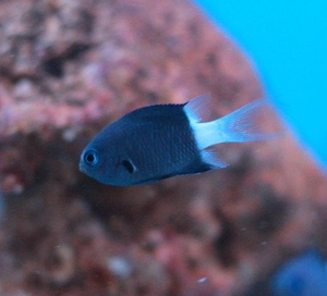 Chromis margaritifer S