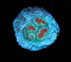 Acanthastrea Lordhowensis