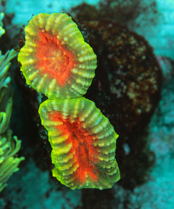 Lobophyllia spp.