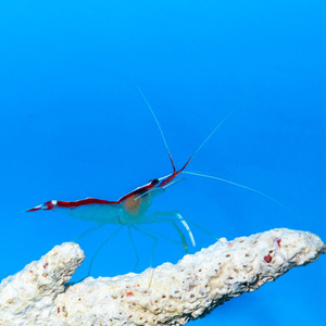 Lysmata amboinensis S/M