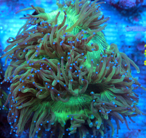 Catalaphyllia jardinei CAT8